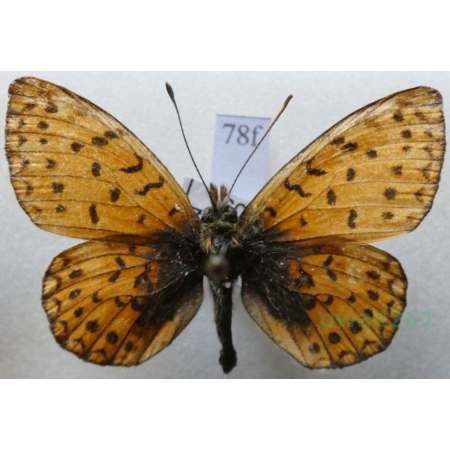 Boloria hegemone (Staudinger, 1881) Russia78f